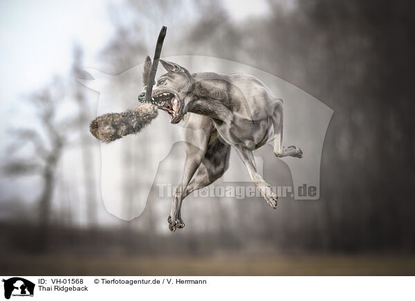 Thai Ridgeback / VH-01568