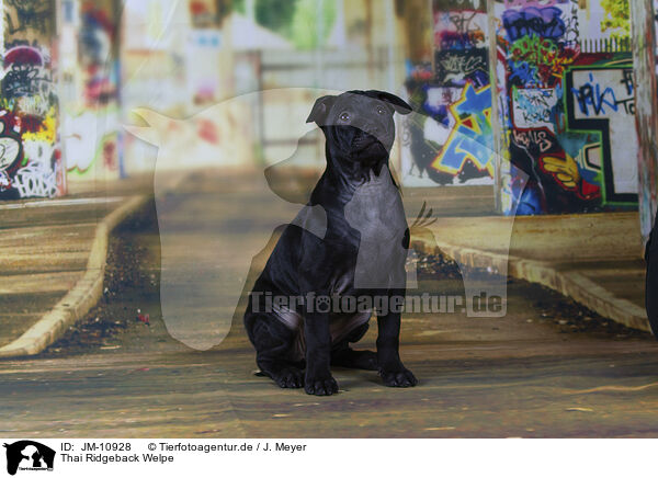 Thai Ridgeback Welpe / JM-10928
