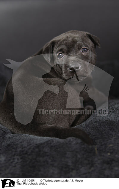 Thai Ridgeback Welpe / JM-10951