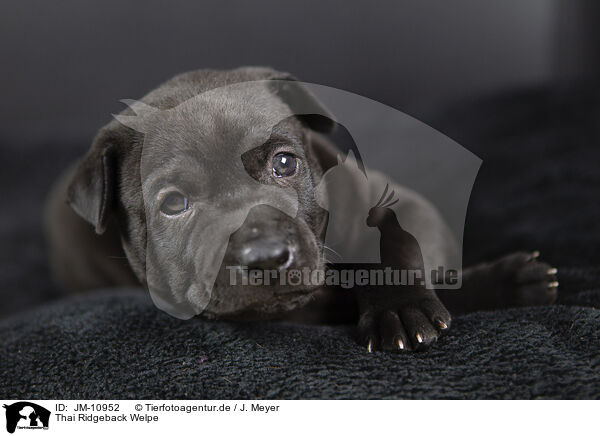 Thai Ridgeback Welpe / JM-10952