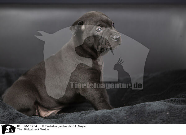 Thai Ridgeback Welpe / JM-10954