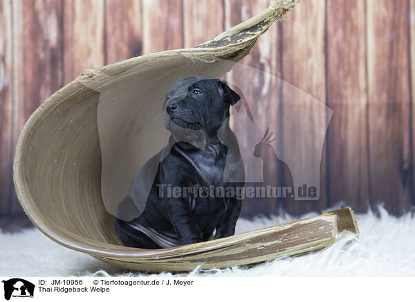 Thai Ridgeback Welpe / JM-10956