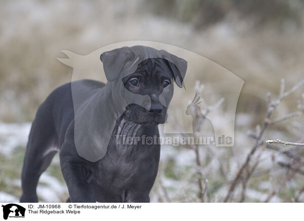 Thai Ridgeback Welpe / JM-10968