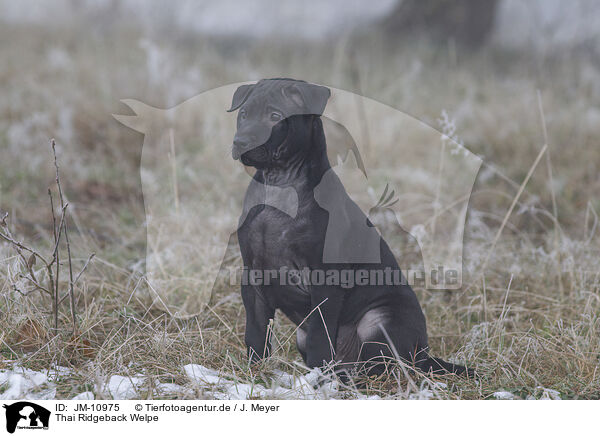 Thai Ridgeback Welpe / JM-10975