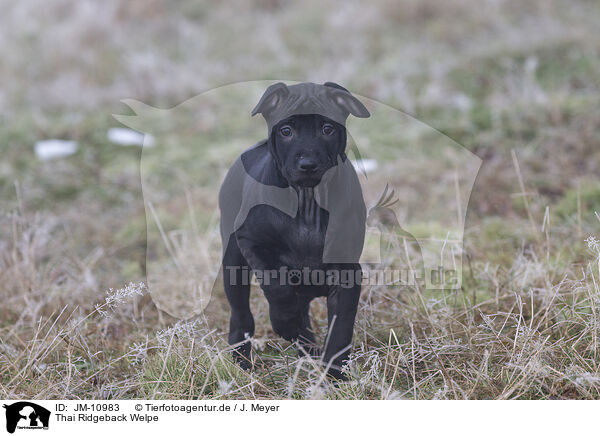 Thai Ridgeback Welpe / JM-10983