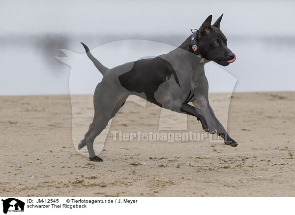 schwarzer Thai Ridgeback / JM-12545