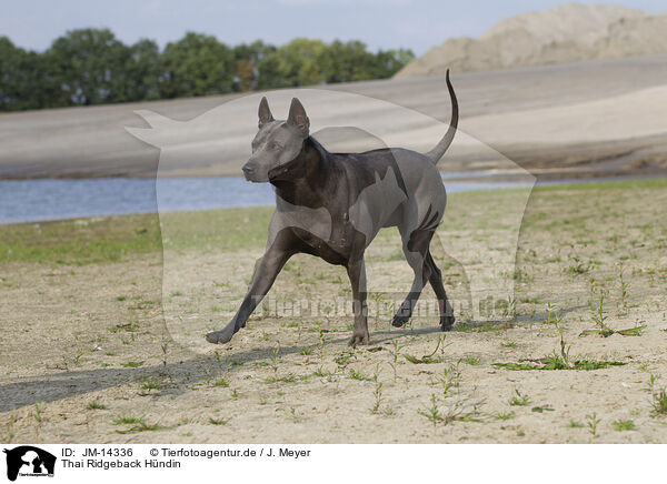 Thai Ridgeback Hndin / JM-14336