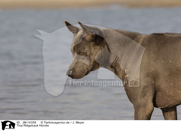 Thai Ridgeback Hndin / JM-14358