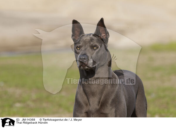 Thai Ridgeback Hndin / JM-14368