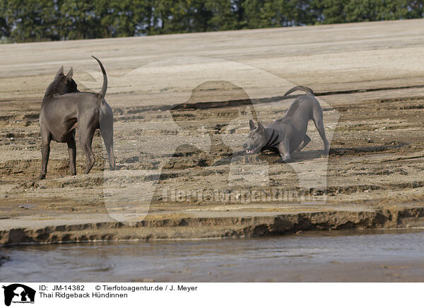 Thai Ridgeback Hndinnen / JM-14382