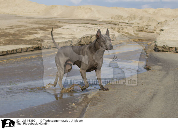 Thai Ridgeback Hndin / JM-14390