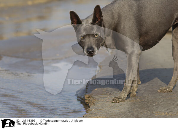 Thai Ridgeback Hndin / female Thai Ridgeback / JM-14393