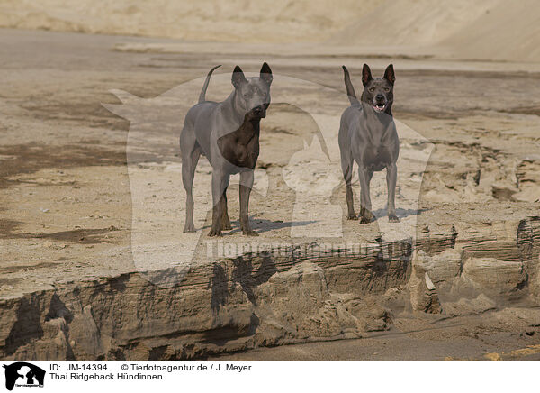 Thai Ridgeback Hndinnen / female Thai Ridgebacks / JM-14394