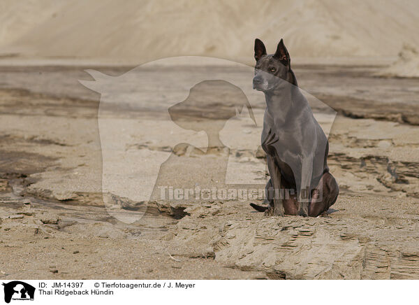 Thai Ridgeback Hndin / JM-14397