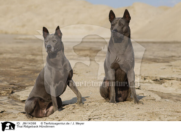 Thai Ridgeback Hndinnen / JM-14398