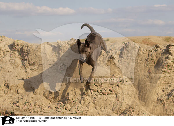 Thai Ridgeback Hndin / female Thai Ridgeback / JM-14405