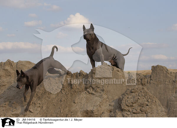 Thai Ridgeback Hndinnen / JM-14416