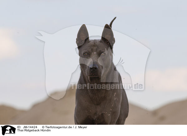 Thai Ridgeback Hndin / JM-14424