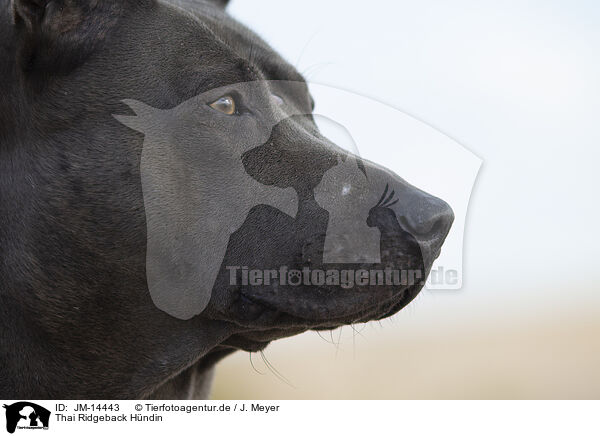 Thai Ridgeback Hndin / JM-14443