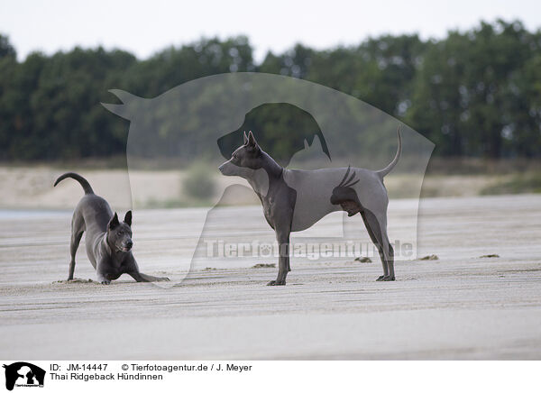 Thai Ridgeback Hndinnen / female Thai Ridgebacks / JM-14447