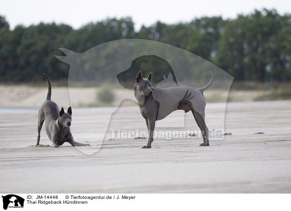 Thai Ridgeback Hndinnen / JM-14448