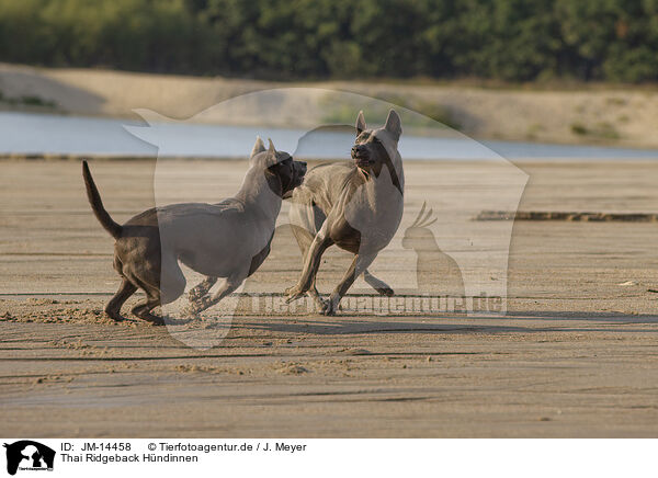 Thai Ridgeback Hndinnen / JM-14458