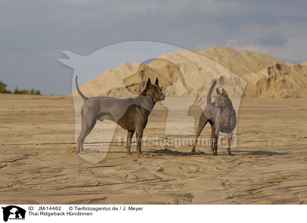 Thai Ridgeback Hndinnen / JM-14462