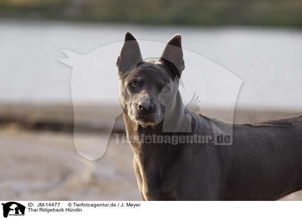 Thai Ridgeback Hndin / JM-14477