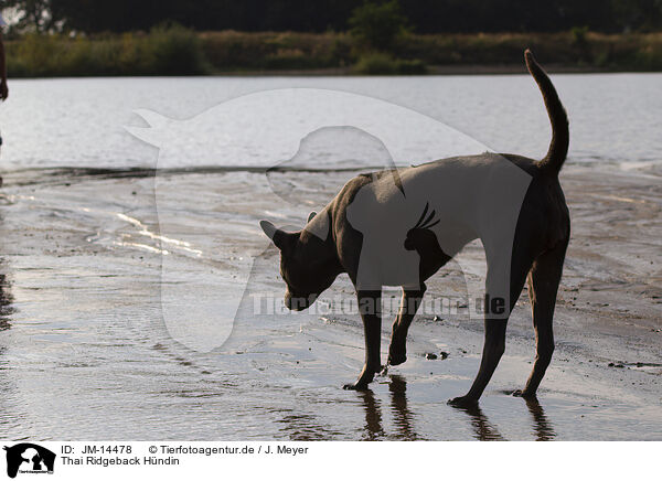 Thai Ridgeback Hndin / JM-14478