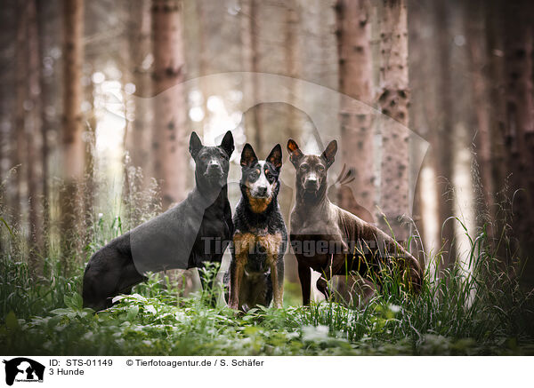 3 Hunde / 3 dogs / STS-01149