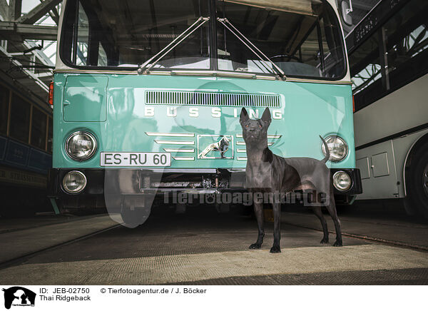 Thai Ridgeback / Thai Ridgeback / JEB-02750