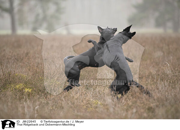 Thai Ridgeback und Dobermann-Mischling / JM-22645