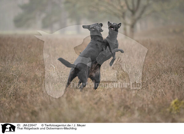 Thai Ridgeback und Dobermann-Mischling / JM-22647
