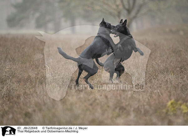 Thai Ridgeback und Dobermann-Mischling / JM-22648