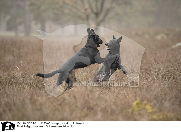 Thai Ridgeback und Dobermann-Mischling / Thai Ridgeback and Doberman-Pinnscher-Mongrel / JM-22649