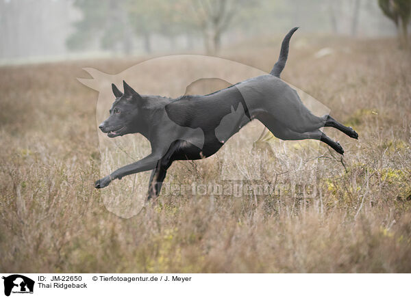 Thai Ridgeback / Thai Ridgeback / JM-22650