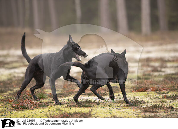 Thai Ridgeback und Dobermann-Mischling / JM-22657