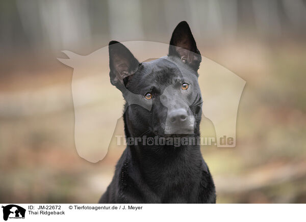 Thai Ridgeback / Thai Ridgeback / JM-22672
