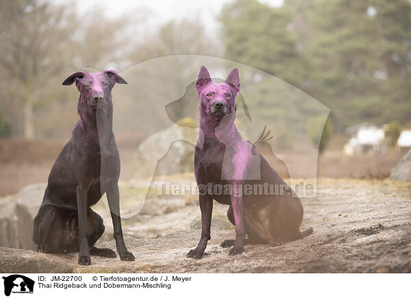 Thai Ridgeback und Dobermann-Mischling / JM-22700
