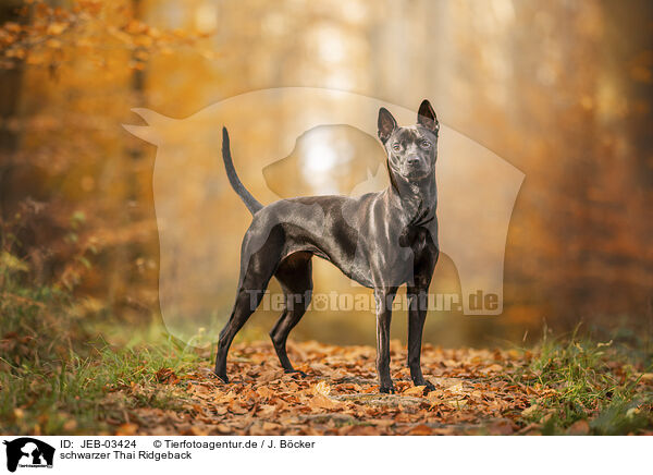schwarzer Thai Ridgeback / black Thai Ridgeback / JEB-03424