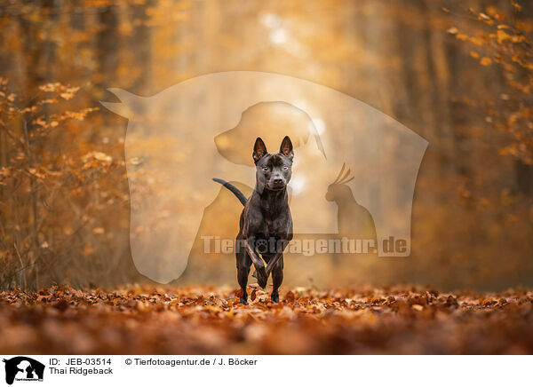 Thai Ridgeback / JEB-03514