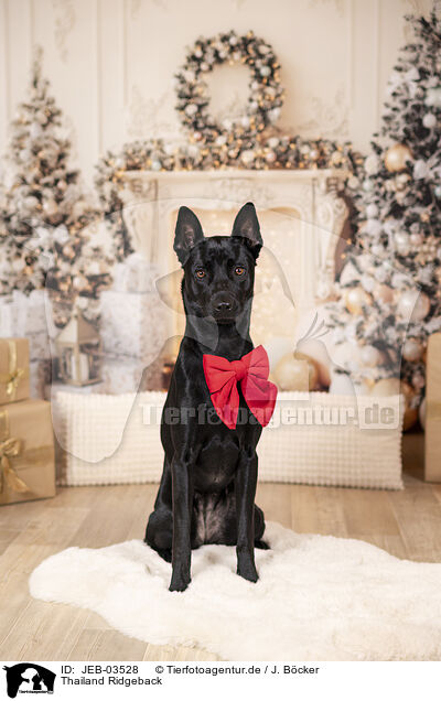 Thailand Ridgeback / Thailand Ridgeback / JEB-03528