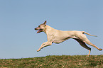 rennender Thai Ridgeback