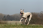 rennender Thai Ridgeback