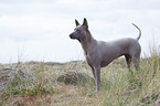 Thai Ridgeback