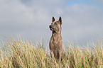 sitzender Thai Ridgeback