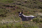 Thai Ridgeback