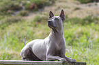 liegender Thai Ridgeback