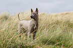 Thai Ridgeback