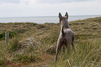 Thai Ridgeback